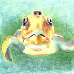 watercolor painting of a sea turtle on a solid background. The turtle is looking straight at the viewer.